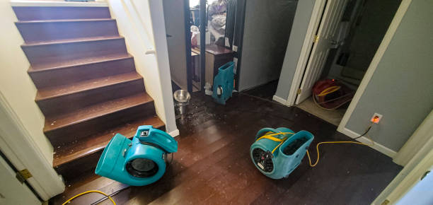Best Basement water damage restoration  in Rainbow Springs, FL