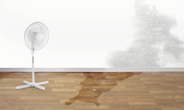 Best Flood restoration services  in Rainbow Springs, FL