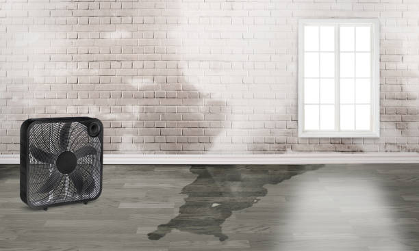 Best Sewage cleanup and water damage restoration  in Rainbow Springs, FL